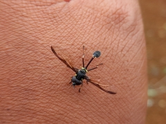 Salpingogaster