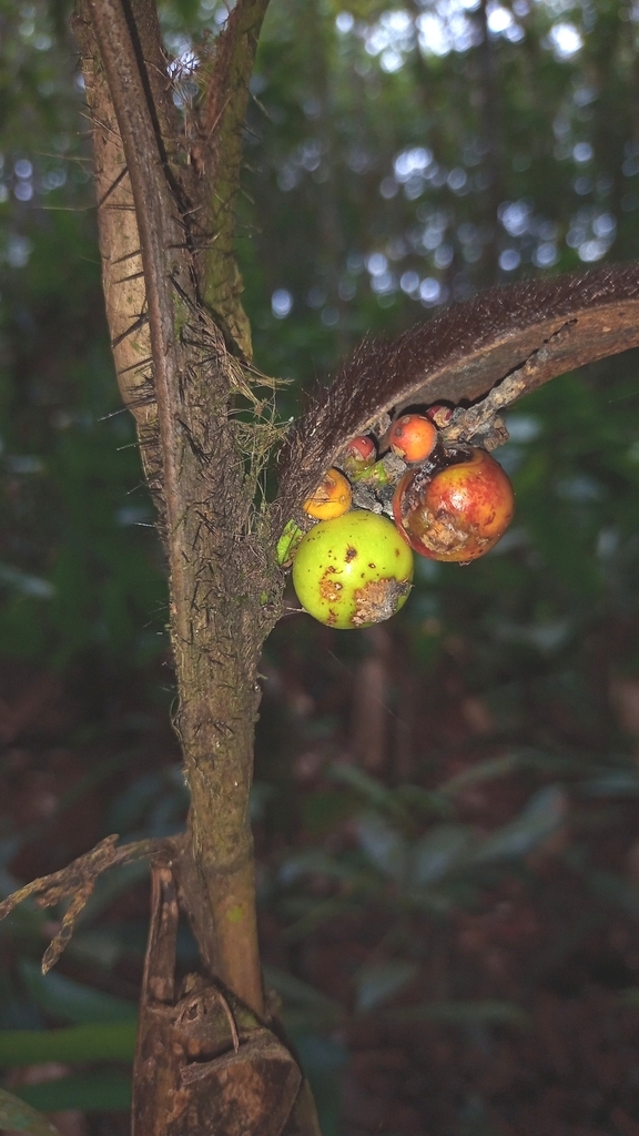 Bactris pickelii