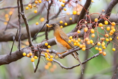 Turdus chrysolaus