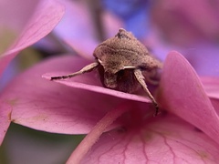 Mythimna convecta