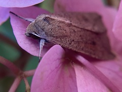 Mythimna convecta
