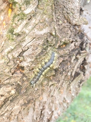 Phalera flavescens
