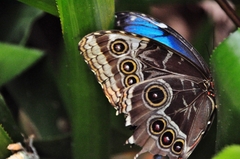 Morpho helenor