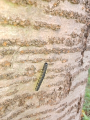 Phalera flavescens