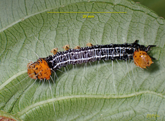 Exsula dentatrix albomaculata