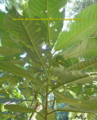 Exsula dentatrix albomaculata