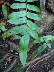 Blechnum gregsonii