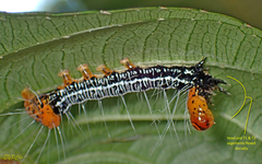 Exsula dentatrix albomaculata