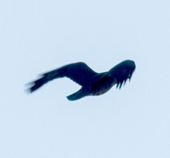 Corvus corax