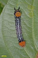 Exsula dentatrix albomaculata