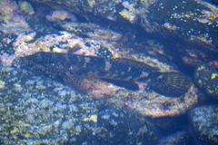 Mauligobius maderensis