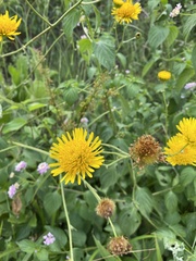 Berkheya setifera