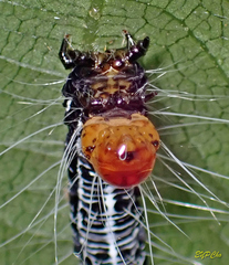 Exsula dentatrix albomaculata