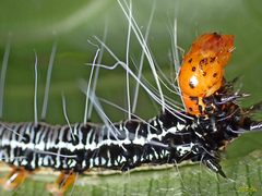 Exsula dentatrix albomaculata