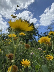 Berkheya setifera