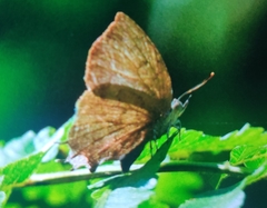 Surendra quercetorum