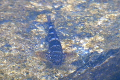 Mauligobius maderensis