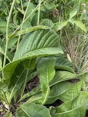 Berkheya setifera