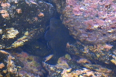 Parablennius parvicornis