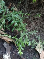 Tmesipteris truncata