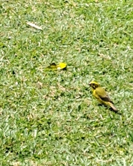 Crithagra flaviventris