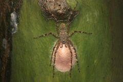 Pandercetes gracilis
