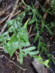 Tmesipteris truncata