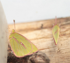 Colias dimera