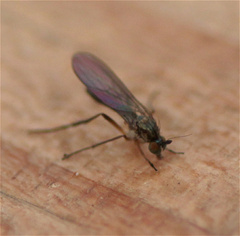 Dolichopodidae