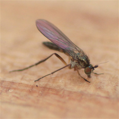 Dolichopodidae