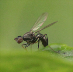 Diptera