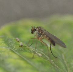 Dolichopodidae