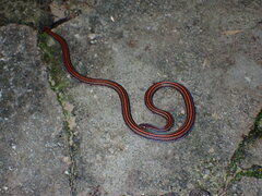 Calliophis intestinalis