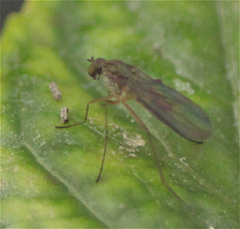 Dolichopodidae