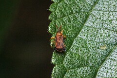 Uroplata fulvopustulata