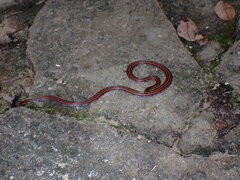 Calliophis intestinalis