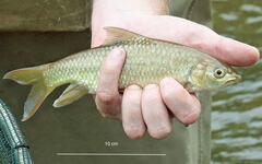 Labeobarbus natalensis