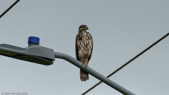 Buteo plagiatus