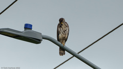 Buteo plagiatus