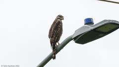 Buteo plagiatus
