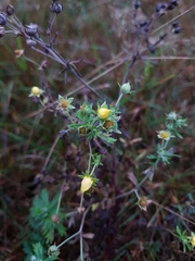 Potentilla argentea