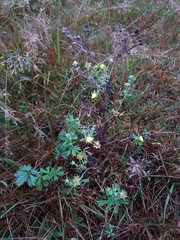 Potentilla argentea