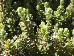Olearia nummulariifolia