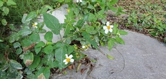 Bidens