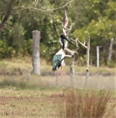 Ephippiorhynchus asiaticus