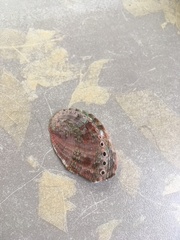 Haliotis tuberculata