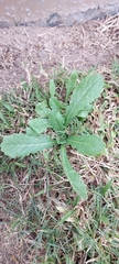 Urospermum picroides