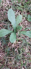 Urospermum picroides