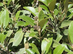Olearia avicenniifolia