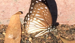 Graphium ramaceus pendleburyi